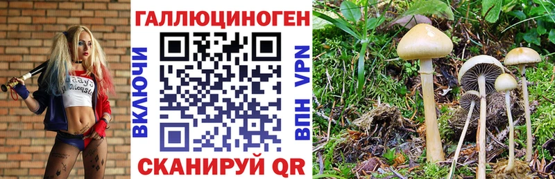 KRAKEN   Камышин  площадка телеграм  Псилоцибиновые грибы Psilocybe 